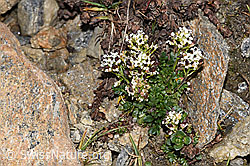 F280649: Kurzstängelige Gämskresse (Pritzelago alpina ssp. brevicaulis)