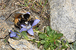 Berglandhummel (Bombus monticola)<br/>Mont Cenis-Glockenblume (Campanula cenisia)