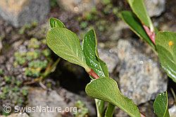 F280696: Stumpfblättrige Weide (Salix retusa)