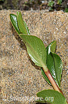 F280697: Stumpfblättrige Weide (Salix retusa)