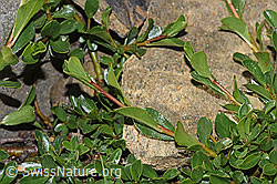 F280699: Stumpfblättrige Weide (Salix retusa)