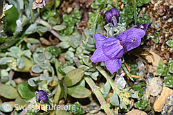 Alpen-Leinkraut (Linaria alpina) (08.2024, F280724)