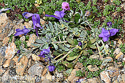 Alpen-Leinkraut (Linaria alpina) (08.2024, F280725)