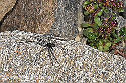 Pardosa saturatior (Wolfspinne) (08.2024, F280728)