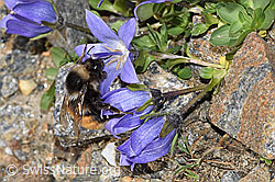 F280744: Berglandhummel (Bombus monticola) an Mont Cenis-Glockenblume (Campanula cenisia)