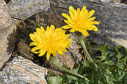 Berg-Milchkraut (Leontodon montanus) (08.2024, F280754)