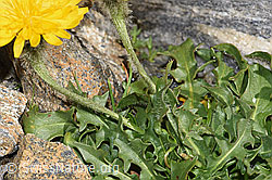 F280755: Berg-Milchkraut (Leontodon montanus)