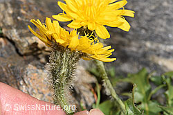 F280756: Berg-Milchkraut (Leontodon montanus)