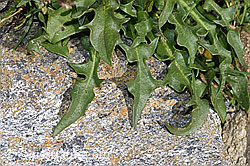 F280759: Berg-Milchkraut (Leontodon montanus)