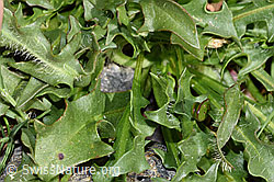 F280760: Berg-Milchkraut (Leontodon montanus)