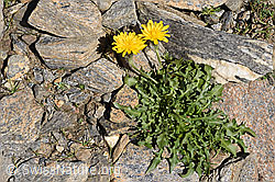 Berg-Milchkraut (Leontodon montanus) (08.2024, F280762)