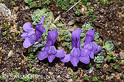 Alpen-Leinkraut (Linaria alpina) (08.2024, F280783)