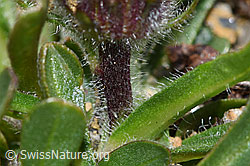 Einköpfiges Berufkraut (Erigeron uniflorus) (F280793)