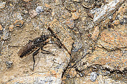 F280801: Kleine Makelfliege (Cyrtopogon lateralis)