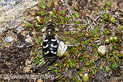 Späte Grossstirnschwebfliege (Scaeva pyrastri) auf Blume (08.2024, F280803)