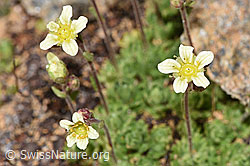 Gefurchter Steinbrech (Saxifraga exarata) (08.2024, F280807)