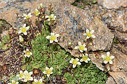Gefurchter Steinbrech (Saxifraga exarata) (08.2024, F280812)