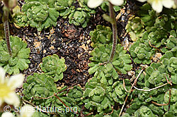 Gefurchter Steinbrech (Saxifraga exarata) (F280816)