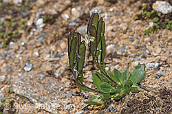Bläuliche Gänsekresse (Arabis caerulea) (08.2024, F280819)