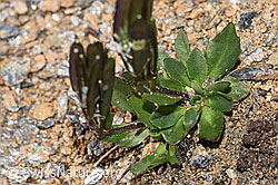 Bläuliche Gänsekresse (Arabis caerulea) (08.2024, F280820)