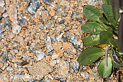F280822: Bläuliche Gänsekresse (Arabis caerulea)