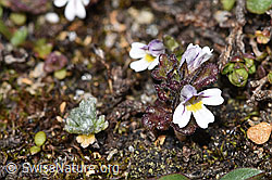 Zwerg-Augentrost (Euphrasia minima) (F280829)