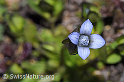 Zarter Enzian (Gentiana tenella) (08.2024, F280834)
