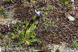 Zarter Enzian (Gentiana tenella) (08.2024, F280838)