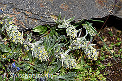 Ährige Edelraute (Artemisia genipi) (08.2024, F280841)