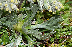 Ährige Edelraute (Artemisia genipi) (F280843)