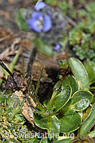 F280846: Alpen-Ehrenpreis (Veronica alpina)