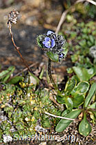 Alpen-Ehrenpreis (Veronica alpina) (08.2024, F280848)