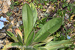 F280852: Alpen-Vergissmeinnicht (Myosotis alpestris)