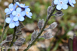 F280854: Alpen-Vergissmeinnicht (Myosotis alpestris)