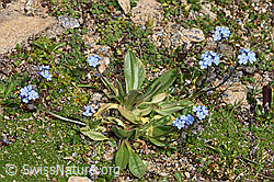 Alpen-Vergissmeinnicht (Myosotis alpestris) (08.2024, F280860)