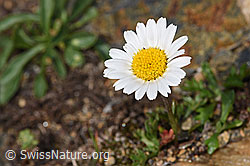 Gewöhnliche Alpenmargerite (Leucanthemopsis alpina) (08.2024, F280873)