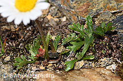 Gewöhnliche Alpenmargerite (Leucanthemopsis alpina) (08.2024, F280875)