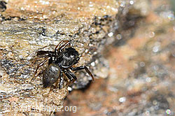 Gelbbeinige Sonnenspringspinne (Heliophanus flavipes) (F280885)