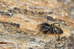 Gelbbeinige Sonnenspringspinne (Heliophanus flavipes) (F280887)