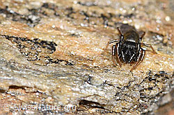 Gelbbeinige Sonnenspringspinne (Heliophanus flavipes) (F280888)