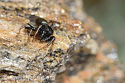 Gelbbeinige Sonnenspringspinne (Heliophanus flavipes) (F280889)