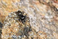 Gelbbeinige Sonnenspringspinne (Heliophanus flavipes) (F280891)