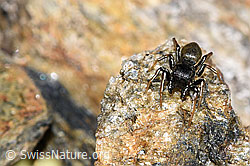 Gelbbeinige Sonnenspringspinne (Heliophanus flavipes) (F280892)