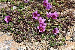 Saxifraga oppositifolia (F280906)