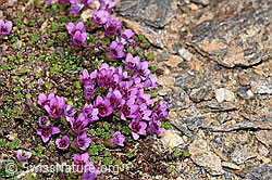 Saxifraga oppositifolia (F280907)