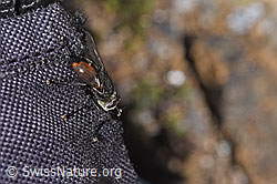 F280920: Peleteria prompta (Raupenfliege)