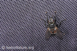 Foto: Peleteria prompta (Raupenfliege)