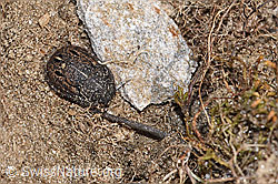Odontoscelis fuliginosa (Schildwanze) (F280940)