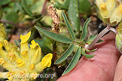 F280947: Alpen-Wundklee (Anthyllis vulneraria ssp. alpestris)