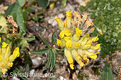 F280949: Alpen-Wundklee (Anthyllis vulneraria ssp. alpestris)